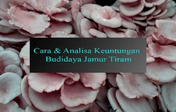 √lengkap Cara And Analisa Keuntungan Budidaya Jamur Tiram