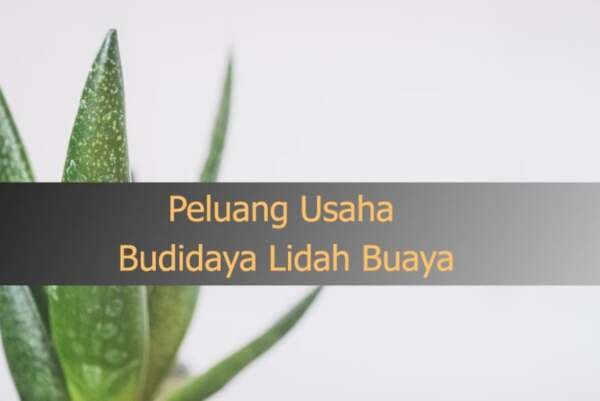 Bisnis Budidaya Lidah Buaya