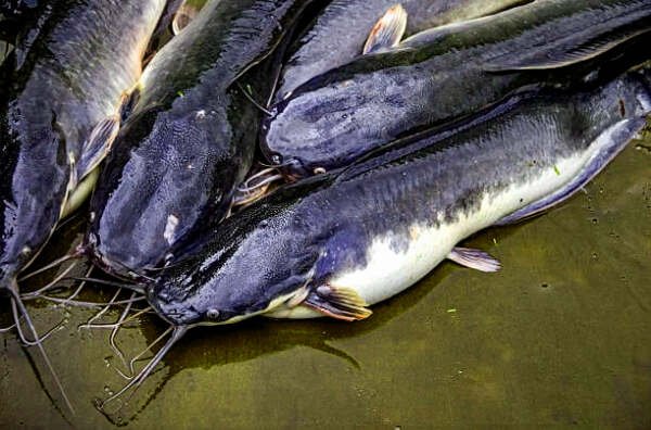 jenis budidaya ikan lele