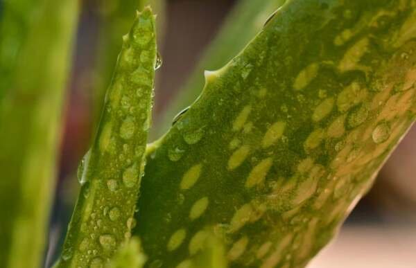 Peluang usaha Budidaya Lidah Buaya