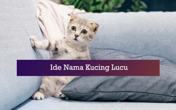 ide nama kucing lucu