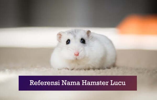 kumpulan nama hamster lucu