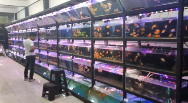 ide nama toko ikan hias 2