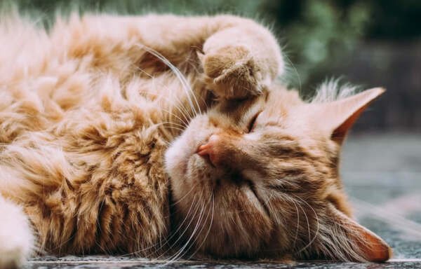 ide nama kucing betina _3