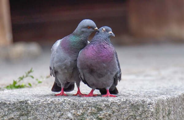 nama burung yang bagus 3