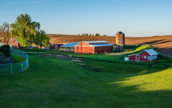 ide nama peternakan sapi 2