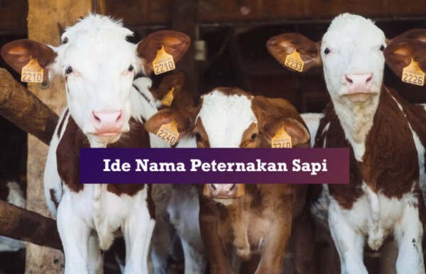 ide nama peternakan sapi