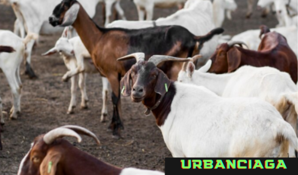 ide nama peternakan kambing