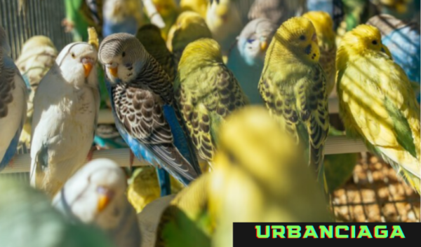 ide nama toko burung