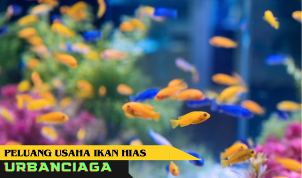 Peluang usaha ikan hias