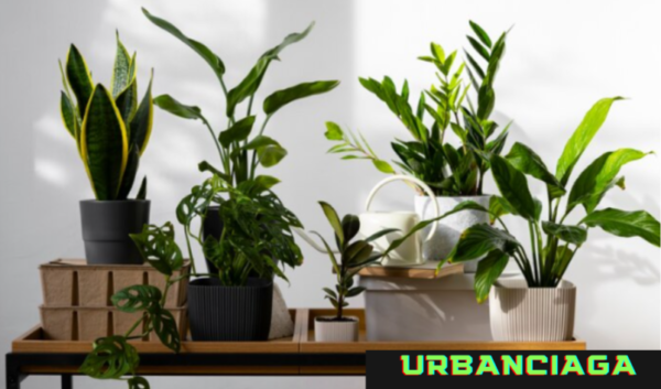 ide nama toko tanaman hias