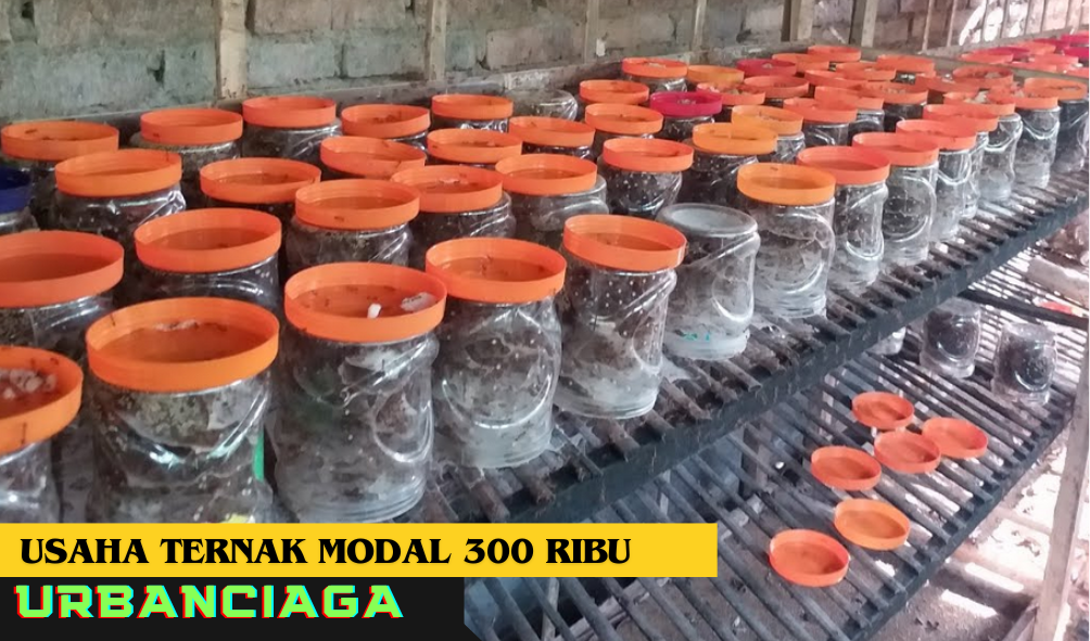 usaha ternak modal 300 ribu