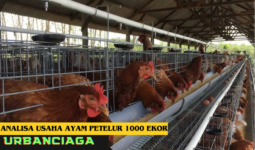 analisa usaha ayam petelur 1000 ekor