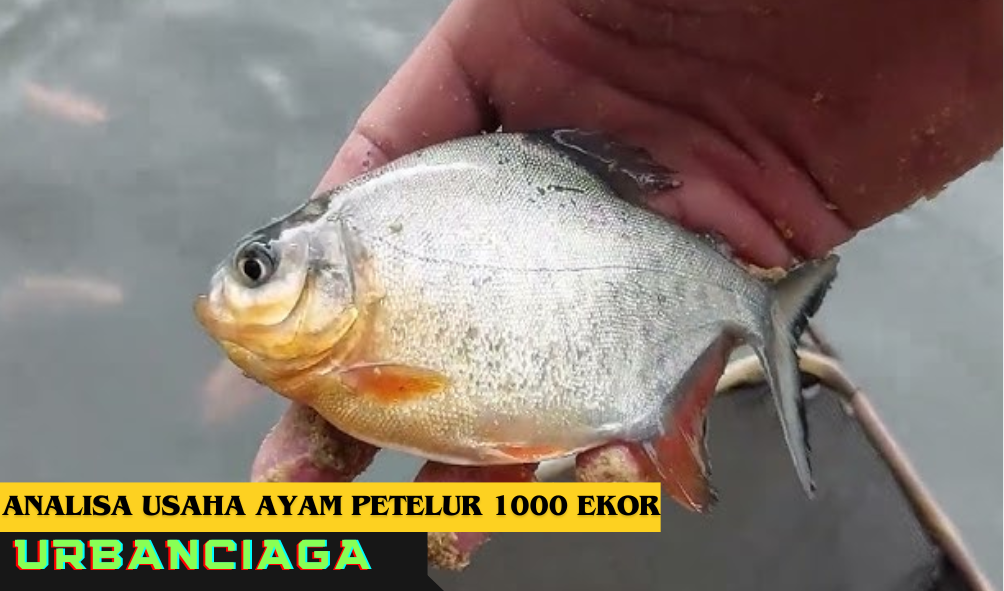 Analisa budidaya ikan nila 1000 ekor