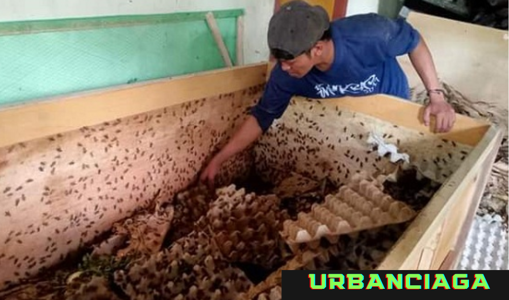 usaha ternak modal 300 ribu