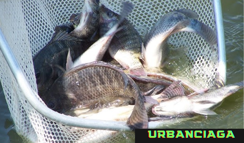 Analisa budidaya ikan nila 1000 ekor