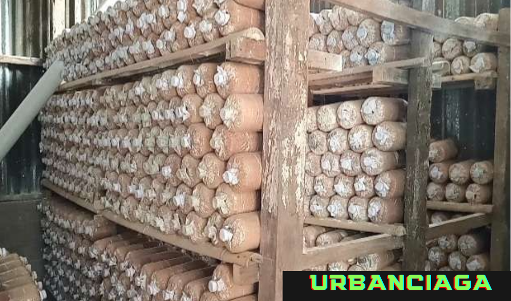 Analisa Usaha Jamur Tiram 1000 Baglog 2