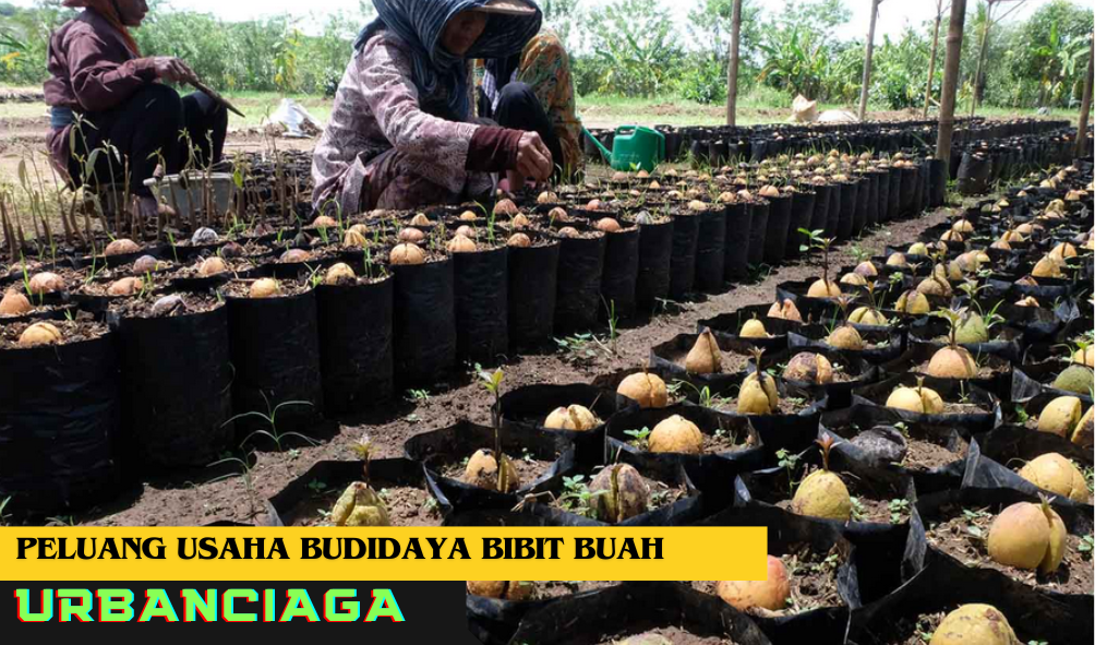 Peluang usaha Budidaya Bibit Buah