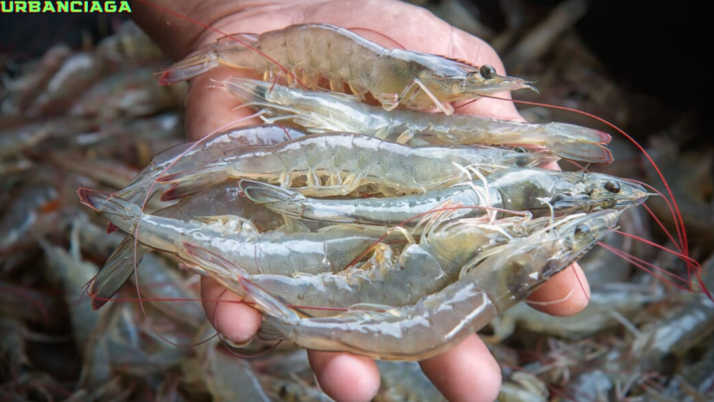 analisa usaha budidaya udang vaname di kolam terpal