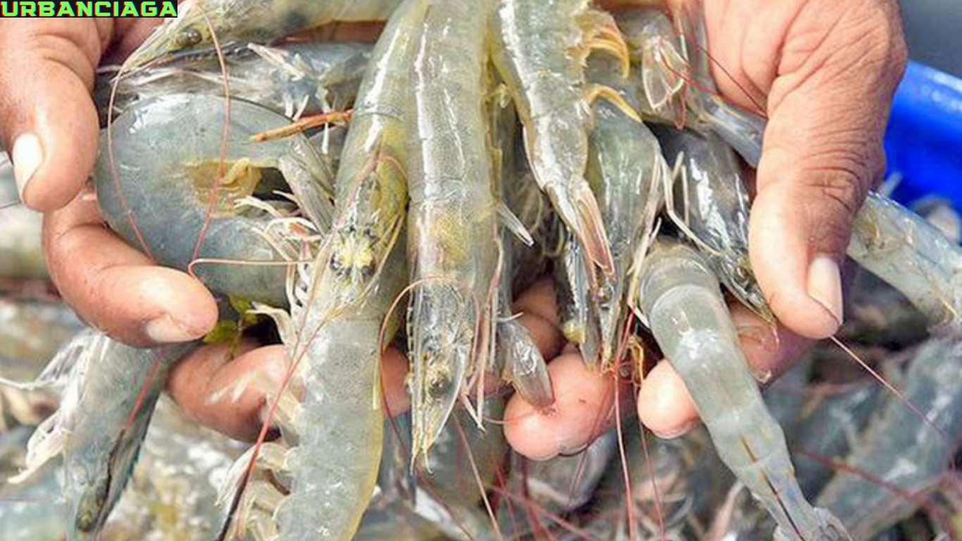 analisa usaha budidaya udang vaname di kolam terpal